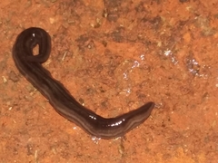 Endeavouria septemlineata