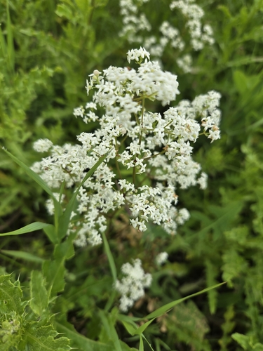 Northern Bedstraw