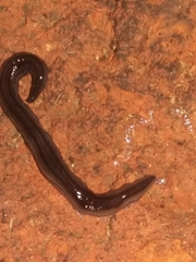 Endeavouria septemlineata