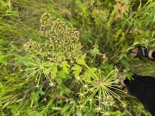 common cowparsnip