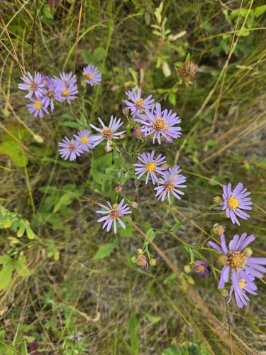 smooth blue aster