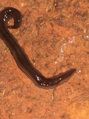 Endeavouria septemlineata