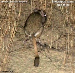 Thick-Tailed Three-Toed Jerboa photo 2