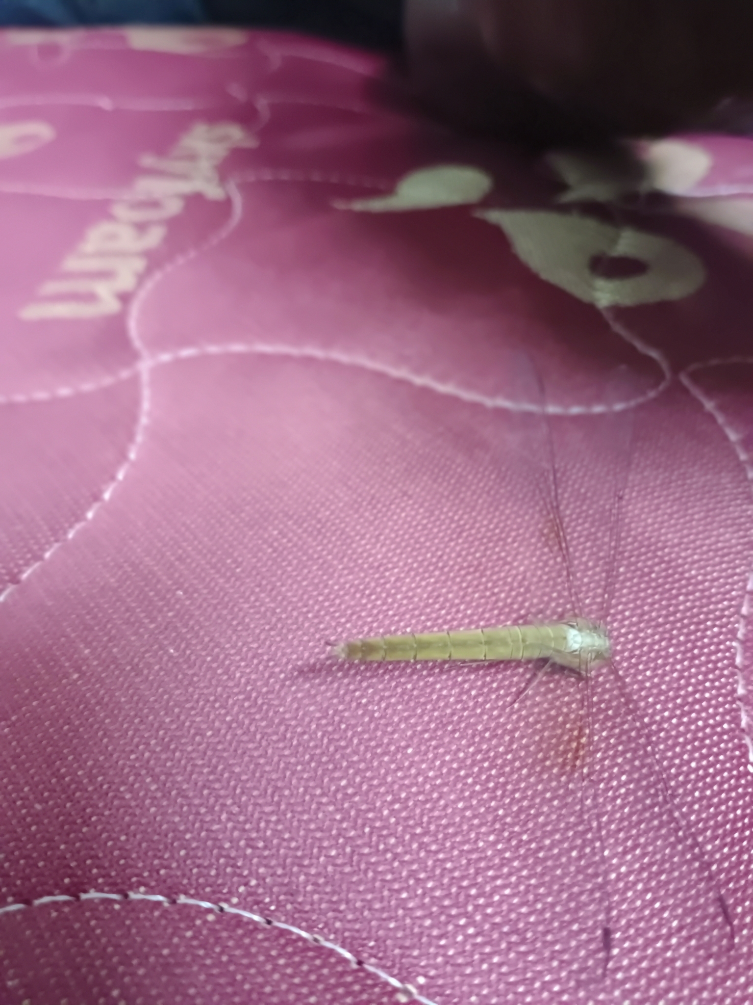 Coral-Tailed Cloudwing