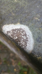 Lecanora campestris