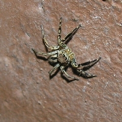 Plexippus petersi
