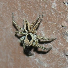 Plexippus petersi