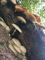 Oudemansiella mucida