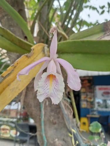 Orchid (Cattleya maxima)