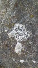 Lecidella carpathica