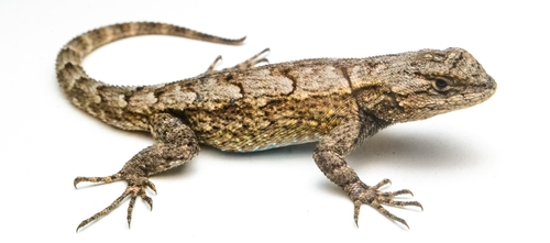 Graphic Spiny Lizard