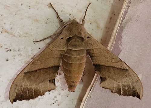 Rufoclanis rosea