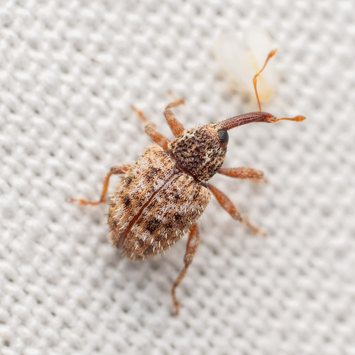 Bristly Curculio