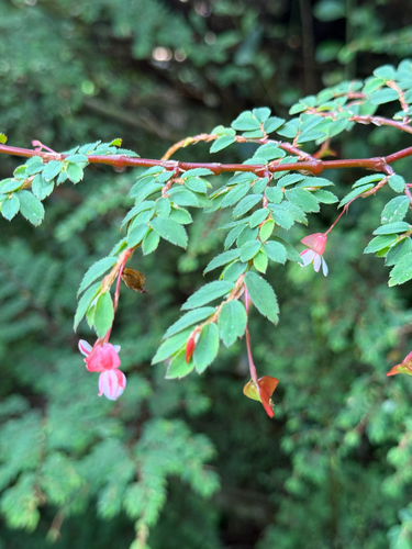 Begonia foliosa observed 2025-07-27
