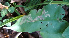 Agromyza ferruginosa