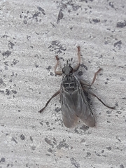 Pseudolynchia canariensis