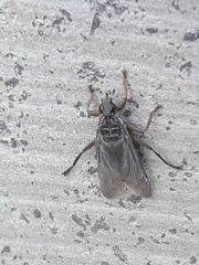 Pseudolynchia canariensis