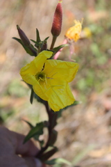Oenothera elata hookeri