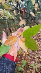 Lonicera canadensis