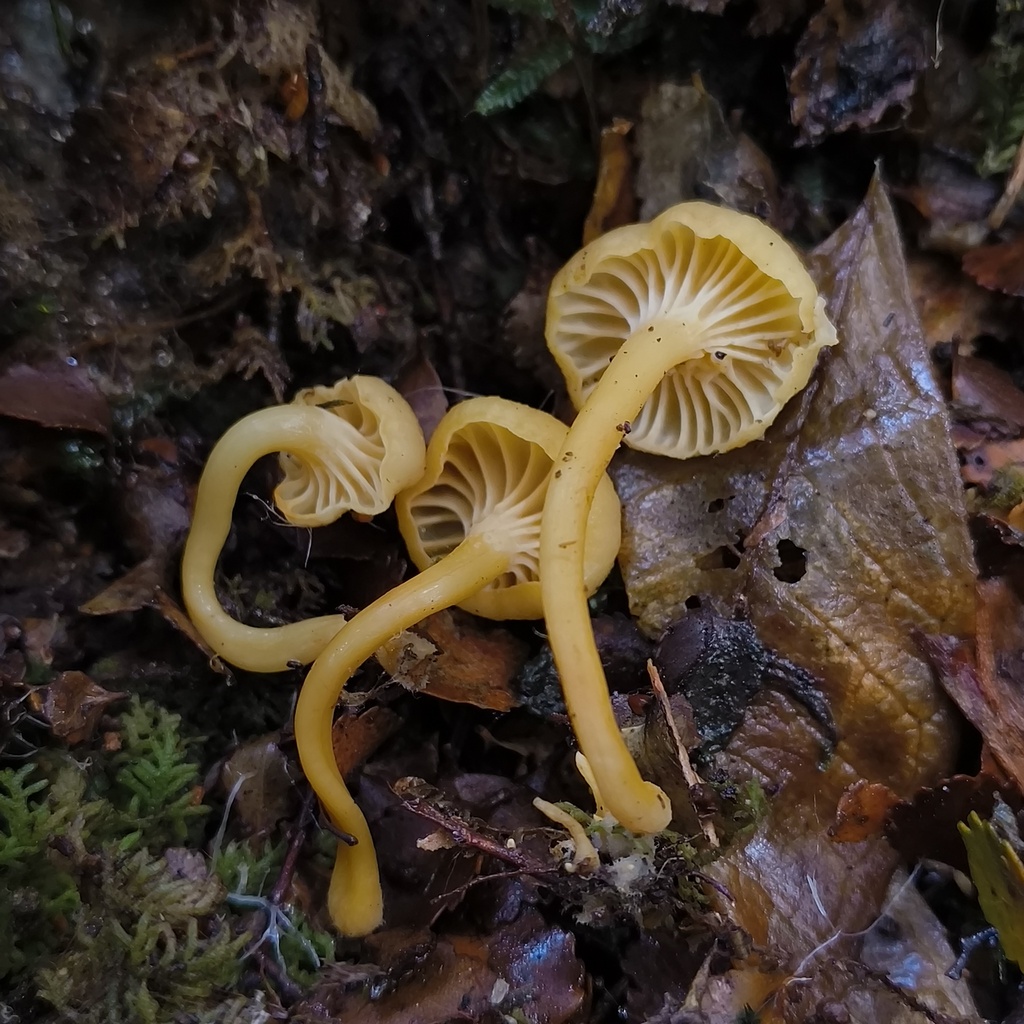 Cantharellus wellingtonensis · July 2025 · photo: © zedt (iNaturalist, cc-by)
