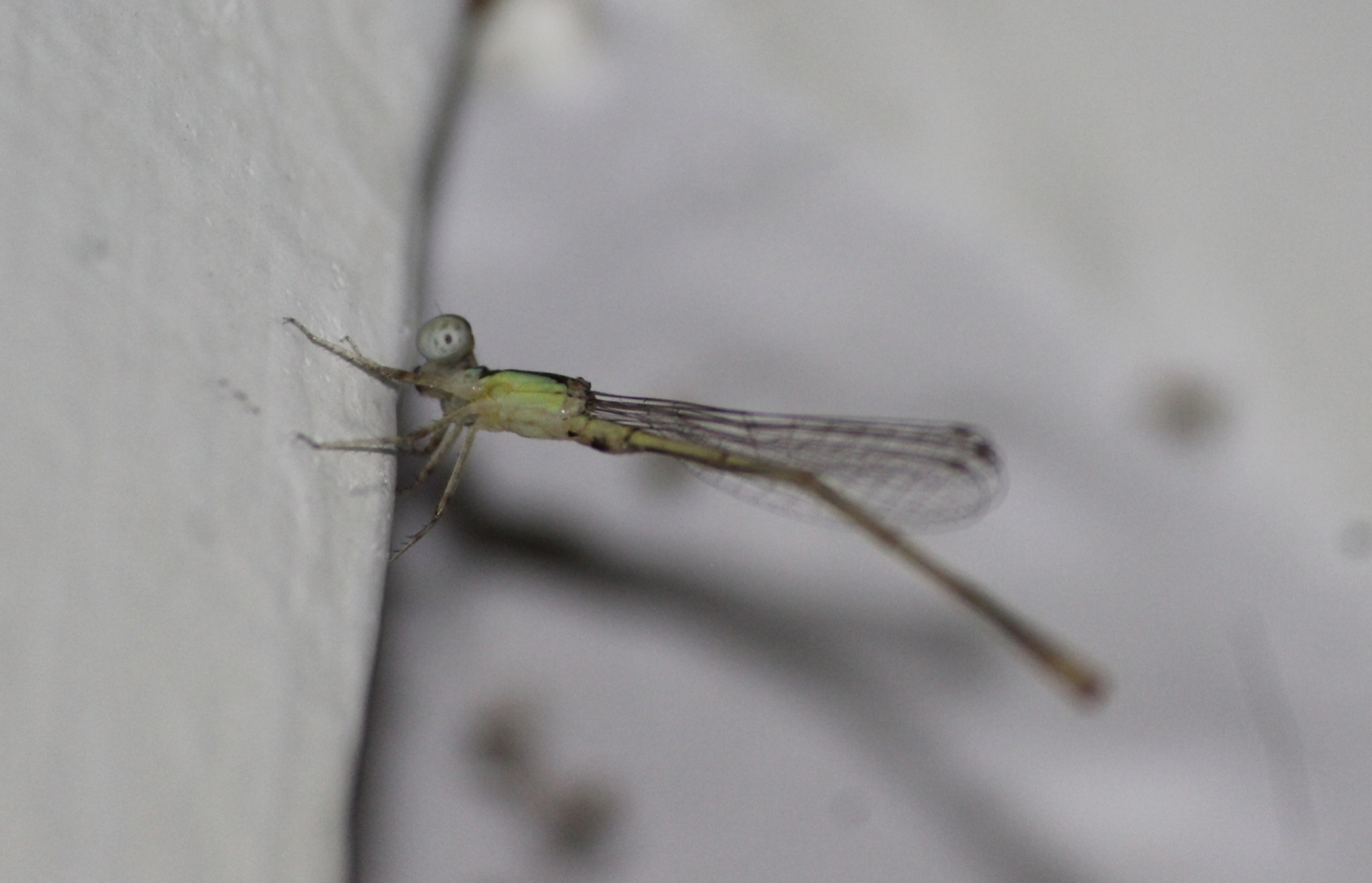 Coromandel Marsh Dart