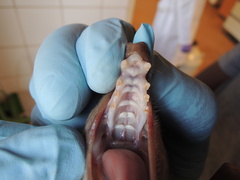 Epomophorus labiatus