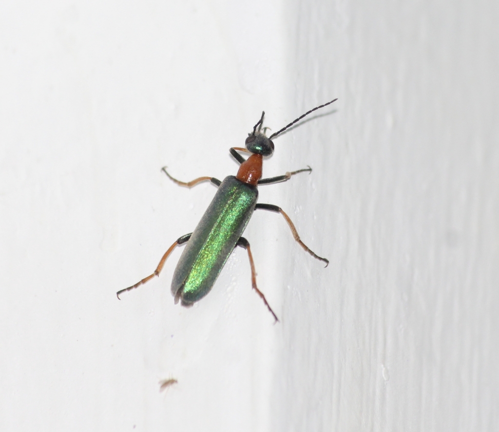 Lydomorphus tenuicollis