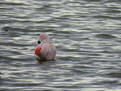 Phoenicopterus chilensis