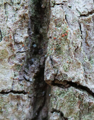 Bacidia rubella