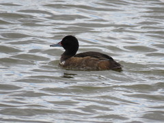 Heteronetta atricapilla