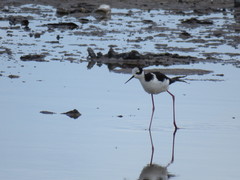 Himantopus mexicanus