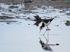 Himantopus mexicanus