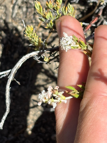 iNaturalist observation photo of Wright's buckwheat