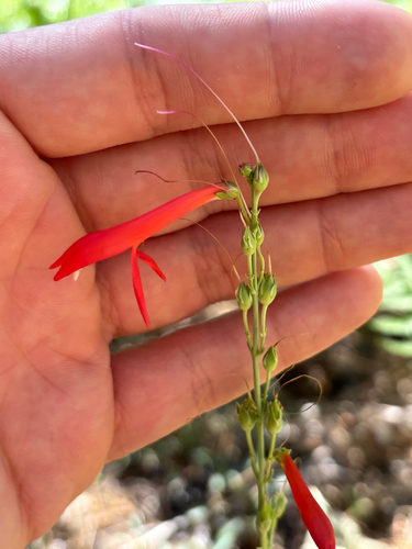 iNaturalist observation photo of San Gabriel beardtongue
