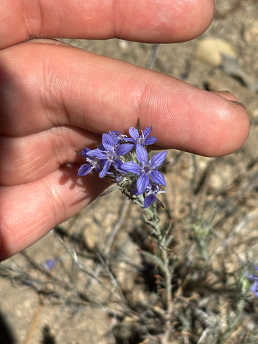 iNaturalist observation photo of giant woollystar