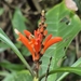 Aphelandra nitida Nees & Mart.