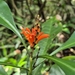 Aphelandra nitida Nees & Mart. 2