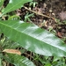 Aphelandra nitida Nees & Mart. 3