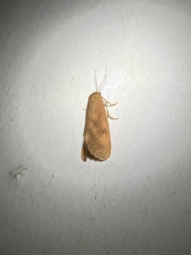 Rusty Virbia Moth photo 4