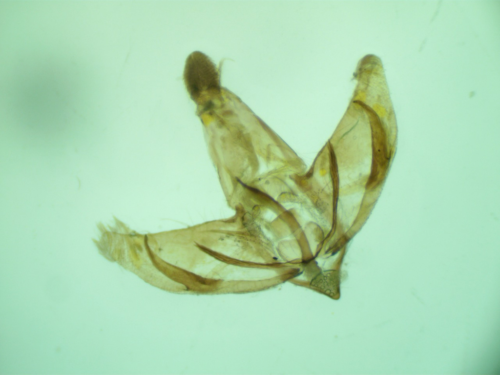 Depressaria krasnowodskella
