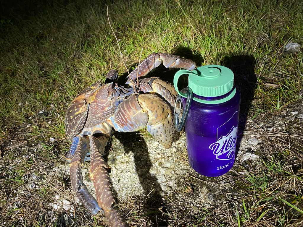 Photo of Coconut Crab (Birgus latro)