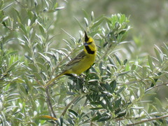 Gubernatrix cristata