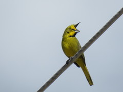 Gubernatrix cristata