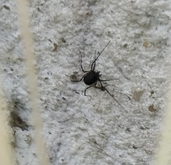 Nemastomatidae