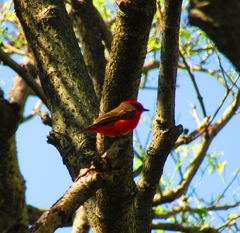 Pyrocephalus rubinus