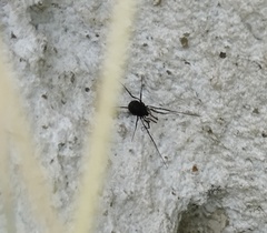Nemastomatidae