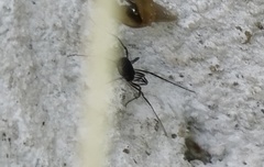 Nemastomatidae