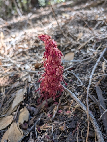 iNaturalist observation photo of Snowplant