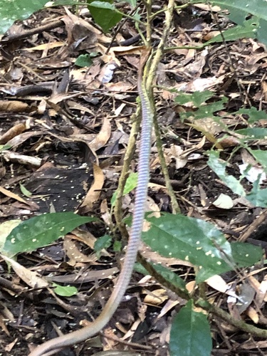 Northern Tree Snake sighting
