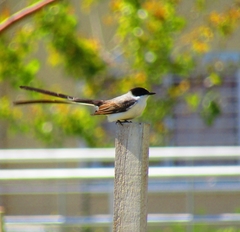 Tyrannus savana
